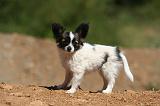 EPAGNEUL PAPILLON 136